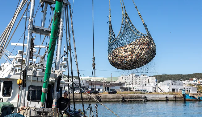 Scallops landed at Monbetsu Port