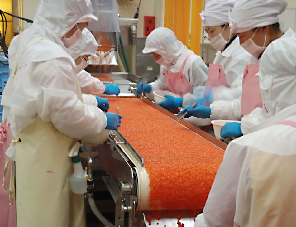 Salmon roe sorted by hand on the belt