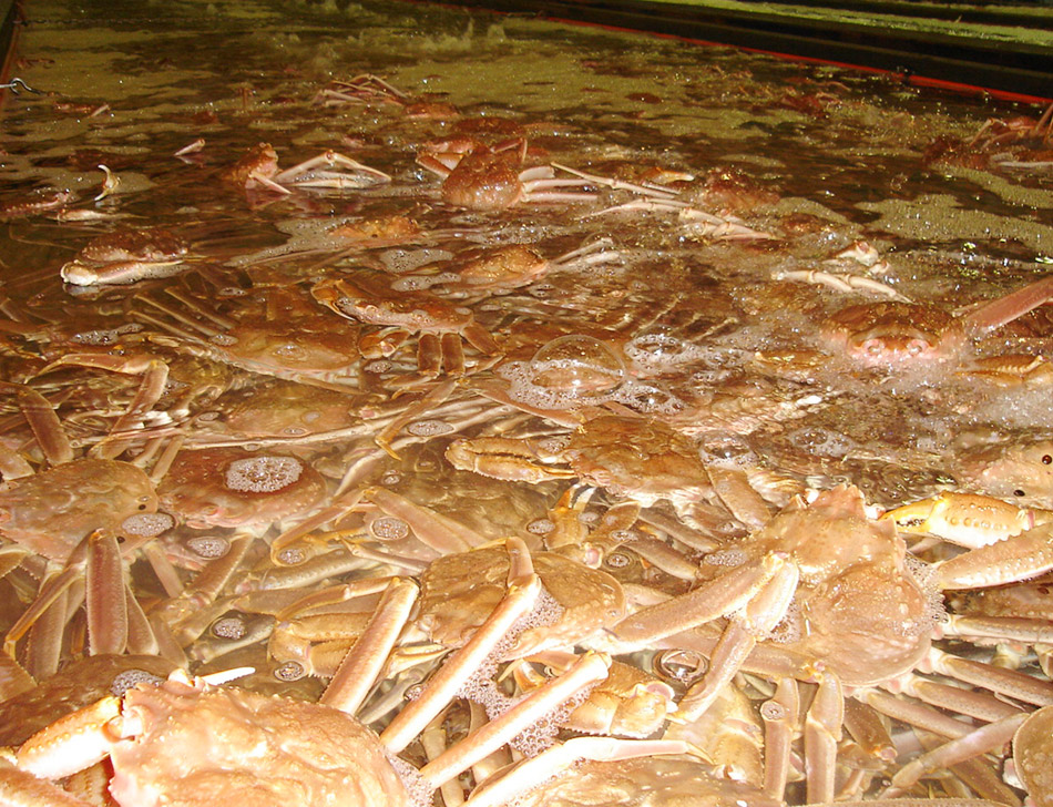 Water tanks with fresh water to preserve the freshness of the crabs.